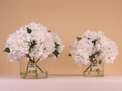 فازة هيدرنجا Ivory hydrangea