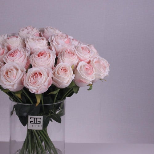 Veloura فازة روز