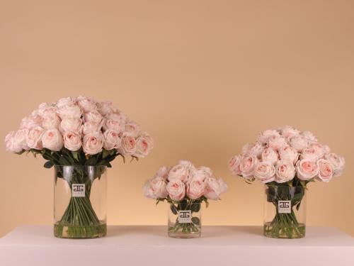 Veloura فازة روز