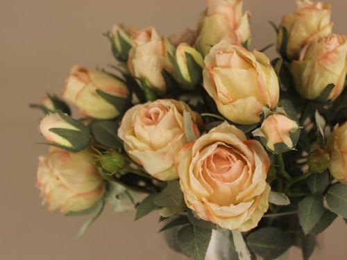 فازة روز ميلانو