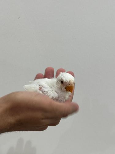 فرخ روز