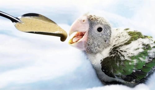 ملعقة غر للفروخ