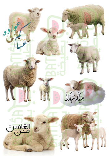 8 قطعة ستيكرات لاصقه خروف