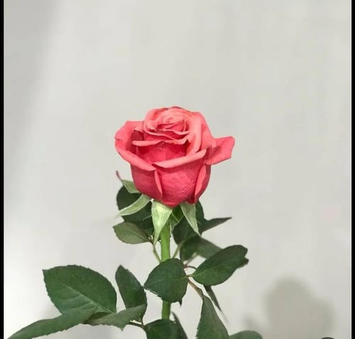 ورده جوري (اللون حسب التوفر)
