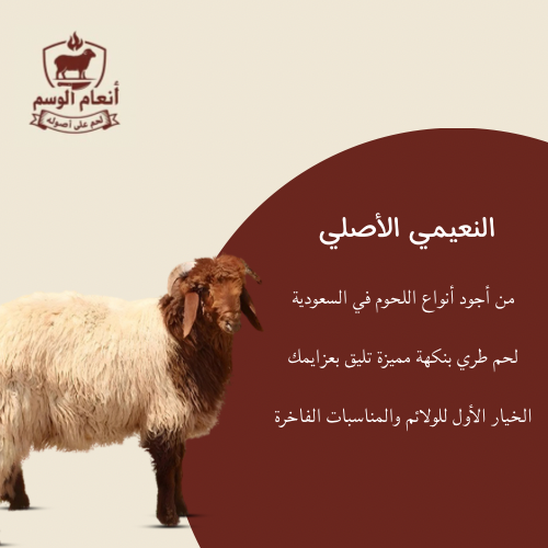 خروف نعيمي كبير عمر 10-11 شهر