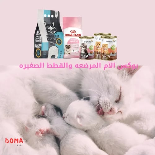 بوكس الأم المرضعه والقطط الصغيره
