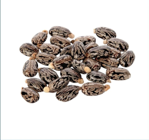 Castor seeds, the world of spices