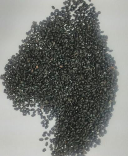 Basil seeds the world of spices