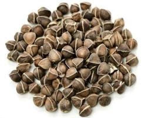Moringa seeds the world of spices