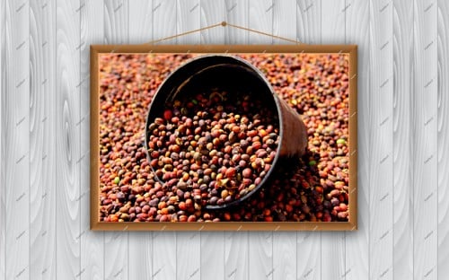 البن الخولاني الأصيل في مرحلة التجفيف