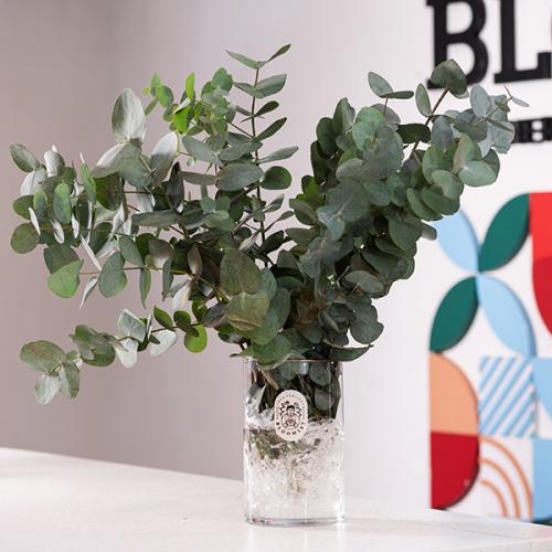 فازة اليوكليبتوس