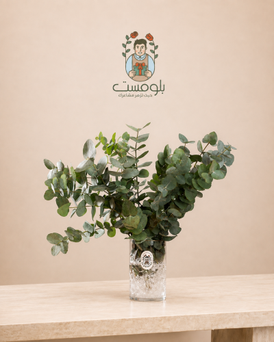 فازة اليوكليبتوس