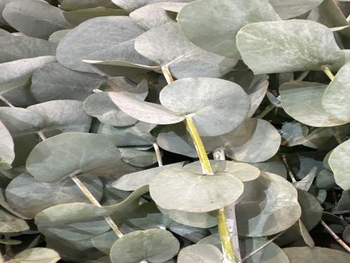 Flower arrangements 25 July 2025 8:00 - 10:00 Pm