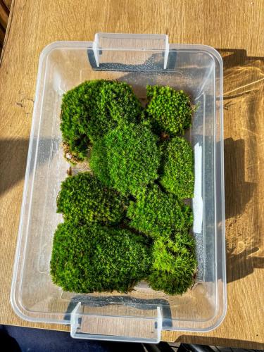 كوشن موس (كبير)