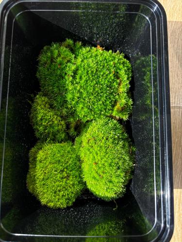 كوشن موس( صغير )