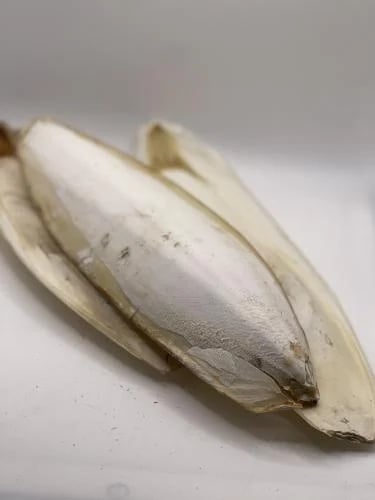 Great squid of different sizes