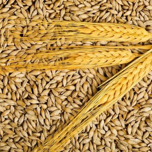 قهوة الشعير العضوي الجوهره النجدية 500 جرام