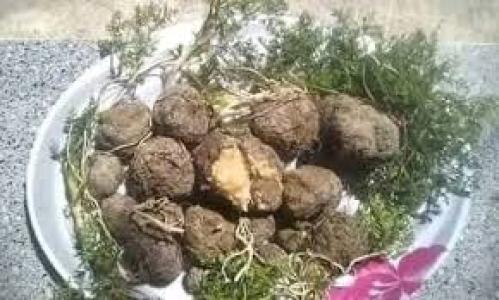 التالغودة البكبوكه 100 جرام