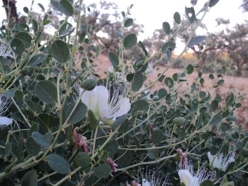 ورق شفلح 100 جرام