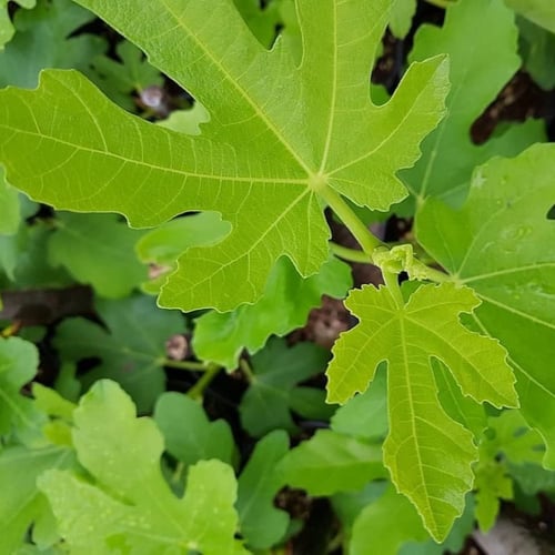 ورق التين المجفف العضوي