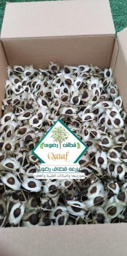 بذور المورينجا للبيع الالوفيرا 100 جرام