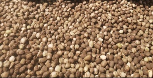 مسحوق بذور البان العربي ( البرقرينا ) 200 جرام )