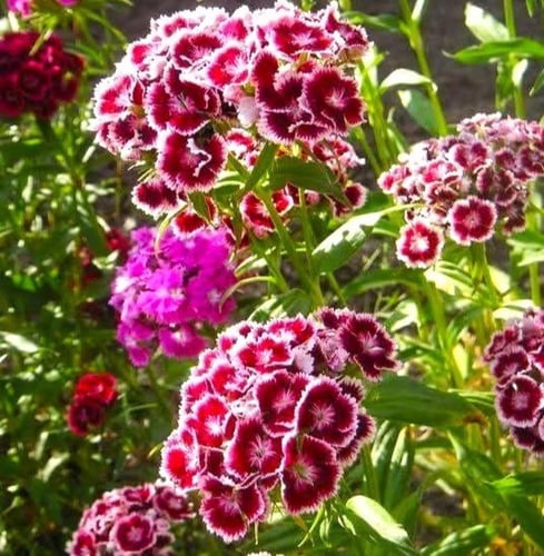 N بذور زهور القرنفل الأمريكي ستار+ 400 بذرة بألوان...