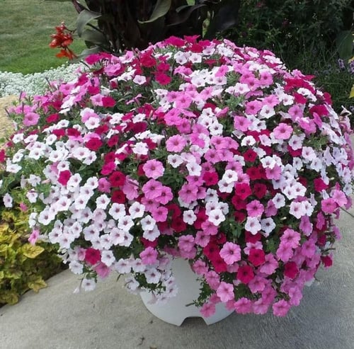 R بذور بتونيا 450 لون مختلط (عبوة المصنع الأصلية ا...