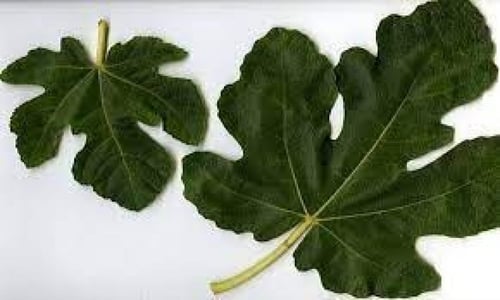 ورق التين المجفف العضوي