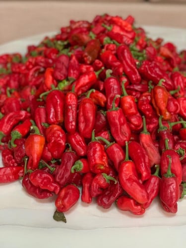 حبحر حار 200 جرام عضوي مجفف