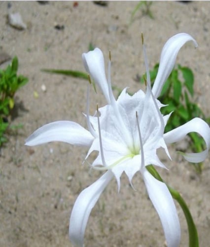 بصيلات النرجس 5 بصيلات + مركن هدية