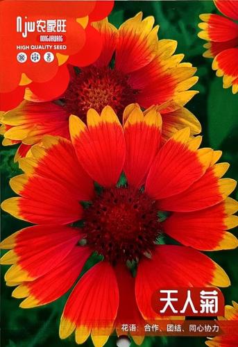 M بذور زهور الجايلارديا 500 | بطانية هندية