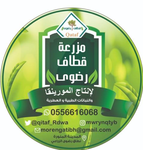 اكياس اعشاب فارغة ١٠٠ حبه