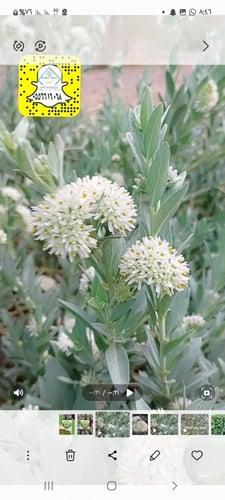 ورق نبات حرجل العضوي 50 جرام