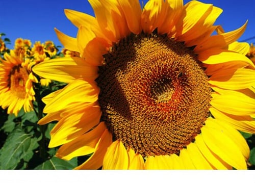 بذور تباع الشمس المقشر200جرام