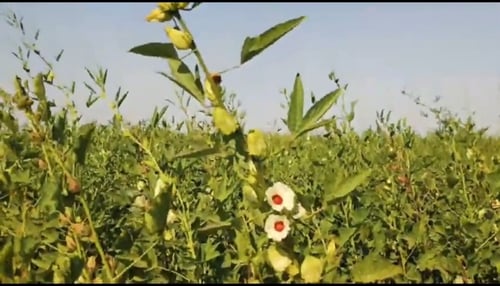 الكركديه الأبيض عضوي