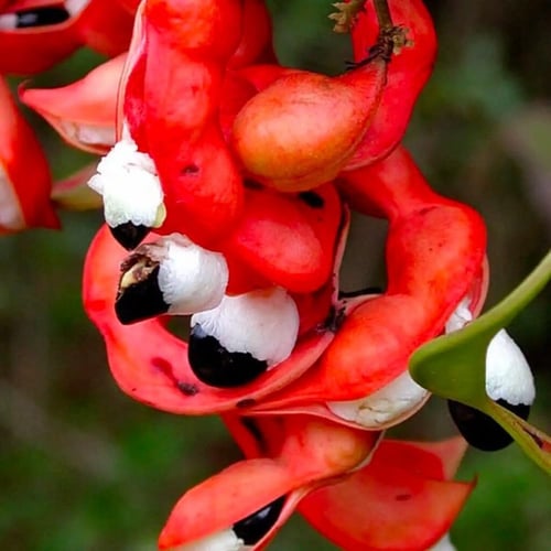 بذور اللوز الهندي