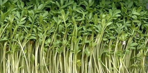 بذور حب الرشاد للزراعة ( مستورد)