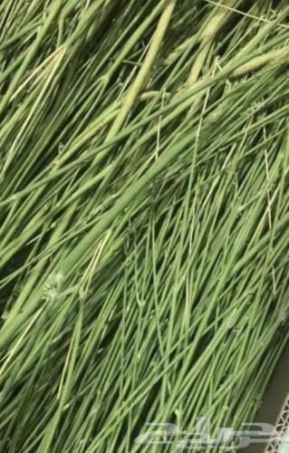 ربطة من المرخ