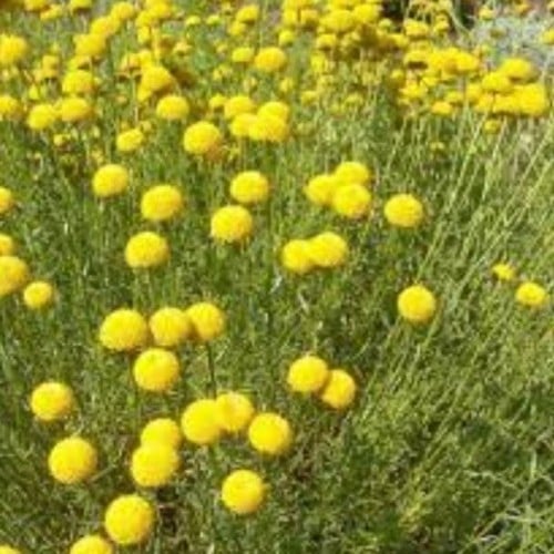 عشبة القيصوم البرية