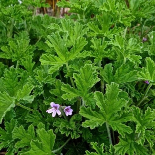 عشبة العطره التركية طازج