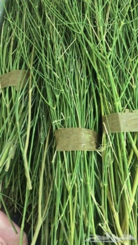 ربطة من المرخ