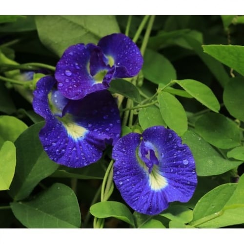 بذور الشاي الأزرق للبيع اكثر من 300 بذرة