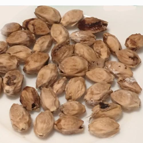 بذور البمبر (المخاط) للزراعة