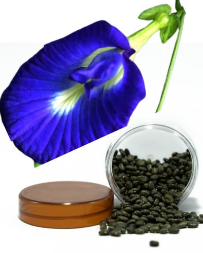 بذور الشاي الأزرق للبيع اكثر من 300 بذرة