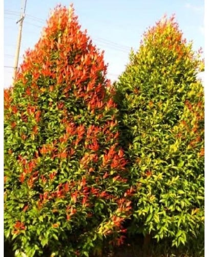 E بذور أشجار زينه الحمراء، 25 بذرة جاهزة للزراعة