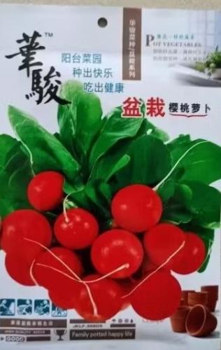 K بذور الفجل الأحمر المستدير المستورد