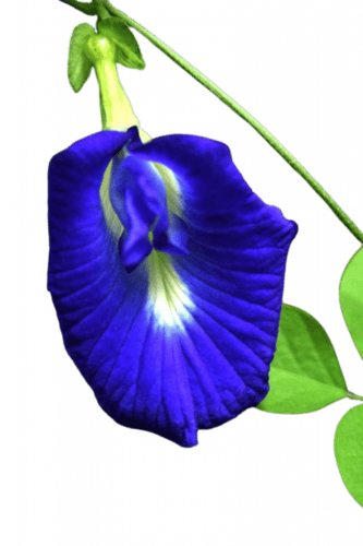 بذور الشاي الأزرق للبيع اكثر من 300 بذرة