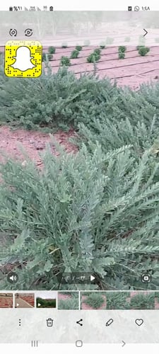 ورق نبات حرجل العضوي 50 جرام