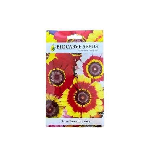 بذور زهور كريزانثموم